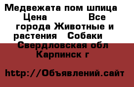 Медвежата пом шпица › Цена ­ 40 000 - Все города Животные и растения » Собаки   . Свердловская обл.,Карпинск г.